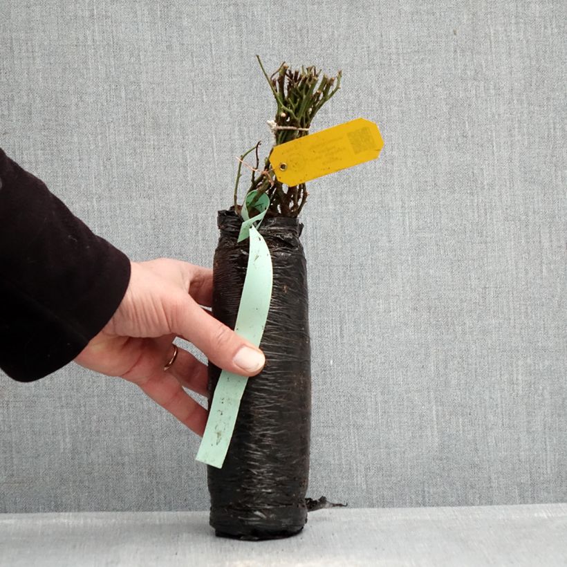 Spécimen de Rosier ancien Fragrant old white  Racines nues en motte tel que livré en hiver