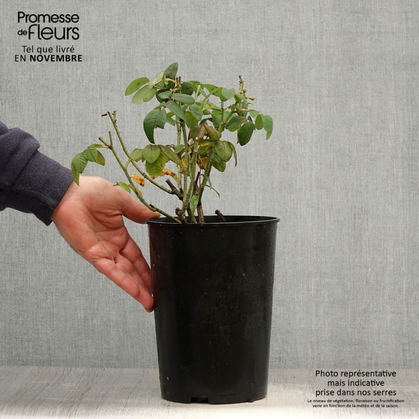 Spécimen de Rosier ancien gallica Officinalis Pot de 4L/5L tel que livré en automne