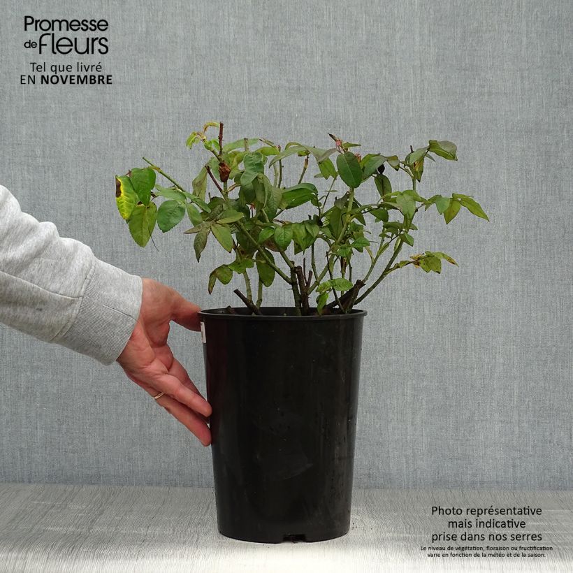 Spécimen de Rosier ancien gallica Versicolor Pot de 4L/5L tel que livré en automne