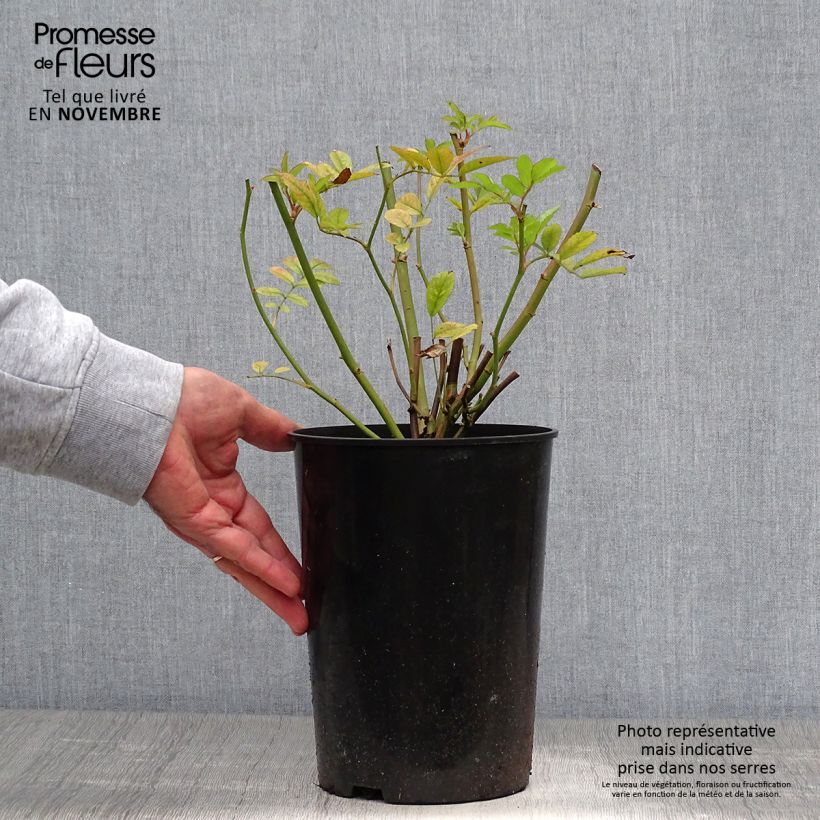 Spécimen de Rosier ancien Ghislaine de Féligonde Pot de 4L/5L tel que livré en automne