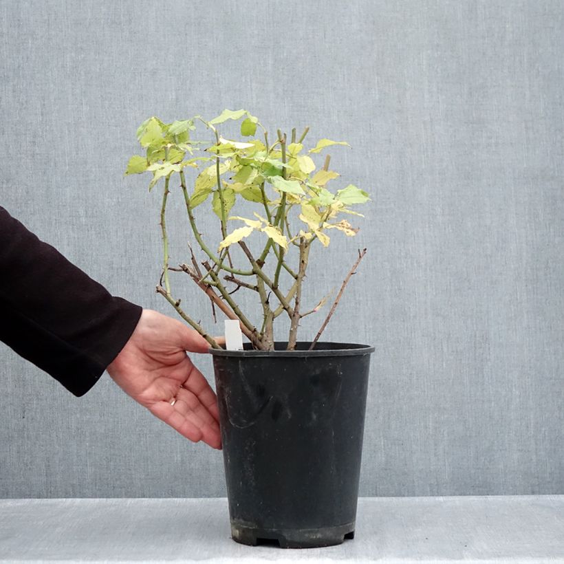 Spécimen de Rosier ancien Gros Provins Panaché BIO Pot de 4L/5L tel que livré en automne