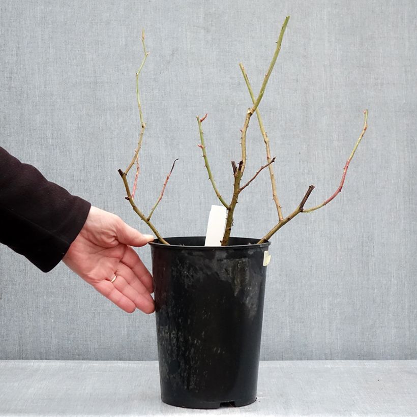 Spécimen de Rosier ancien Gros Provins Panaché BIO Pot de 4L/5L tel que livré en hiver