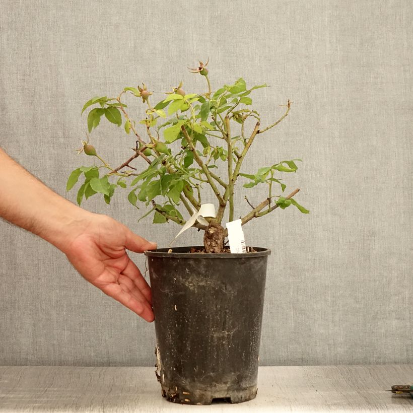 Spécimen de Rosier ancien Gros Provins Panaché BIO Pot de 4L/5L tel que livré en été