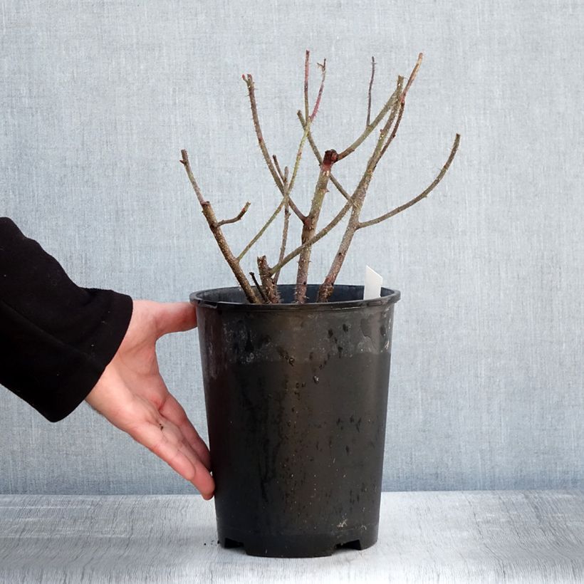 Spécimen de Rosier ancien Henri Martin (Red Moss) Pot de 4L/5L tel que livré en hiver