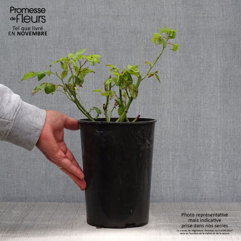 Spécimen de Rosier ancien Honorine de Brabant Pot de 4L/5L tel que livré en automne
