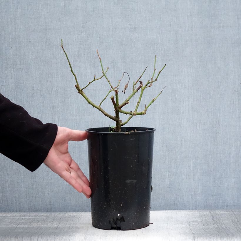 Spécimen de Rosier ancien Jacqueline du Pré Pot de 4L/5L tel que livré en hiver