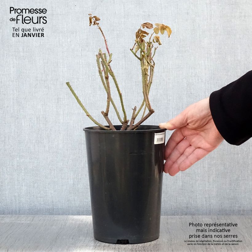 Spécimen de Rosier ancien Jacques Cartier  Pot de 4L/5L tel que livré en hiver