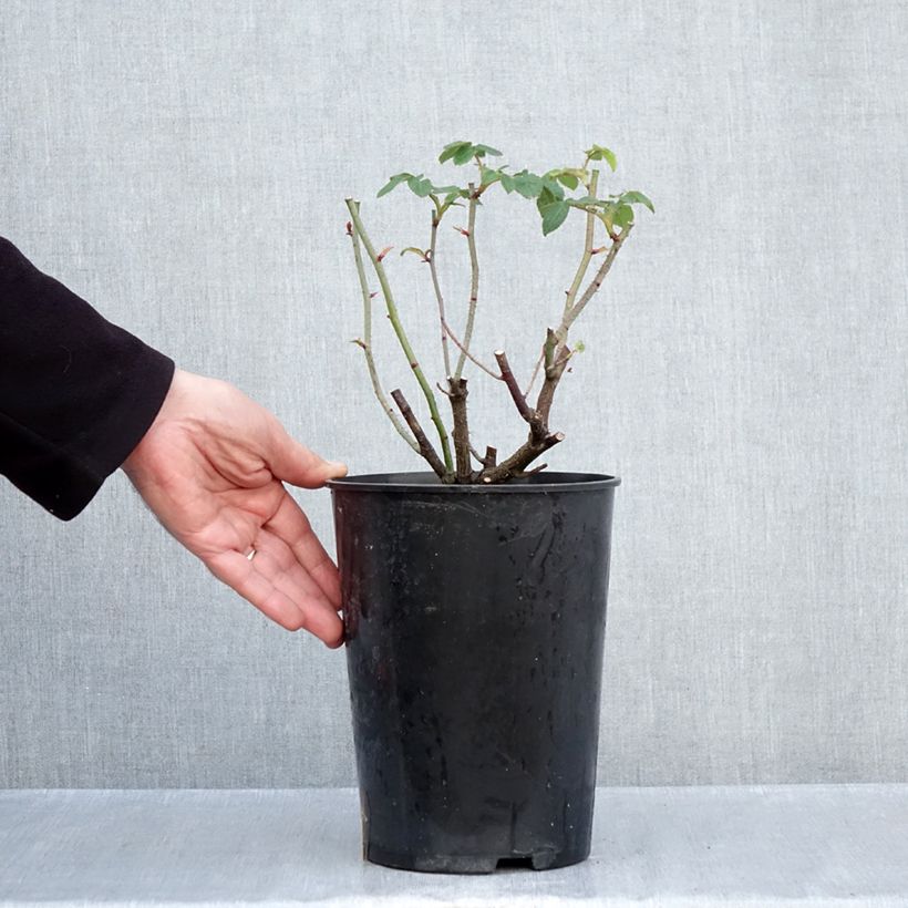 Spécimen de Rosier ancien Jenny Duval Pot de 4L/5L tel que livré en automne