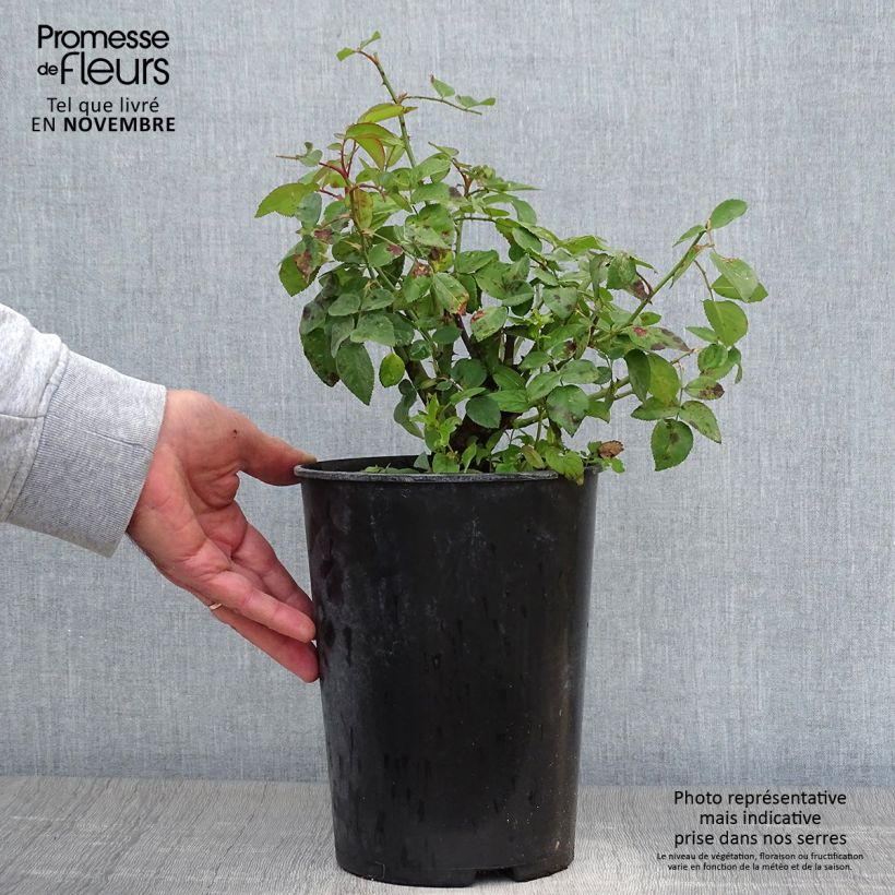 Spécimen de Rosier ancien La Reine Victoria Pot de 4L/5L tel que livré en automne