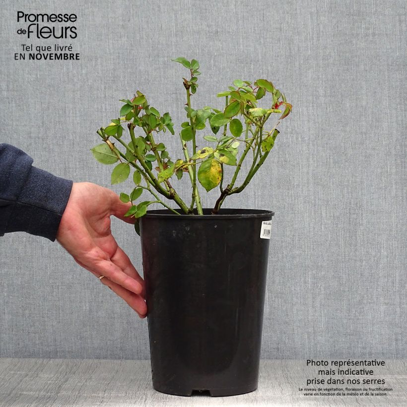 Spécimen de Rosier ancien Louise Odier Pot de 4L/5L tel que livré en automne