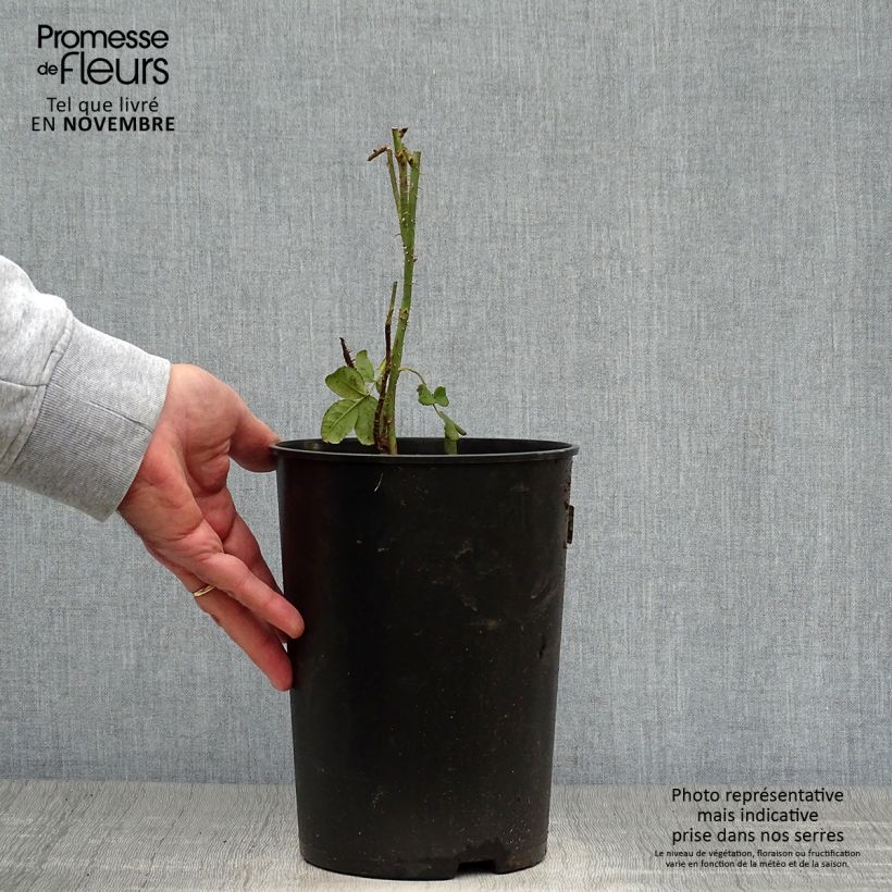 Spécimen de Rosier ancien Mme Hardy Pot de 4L/5L tel que livré en automne