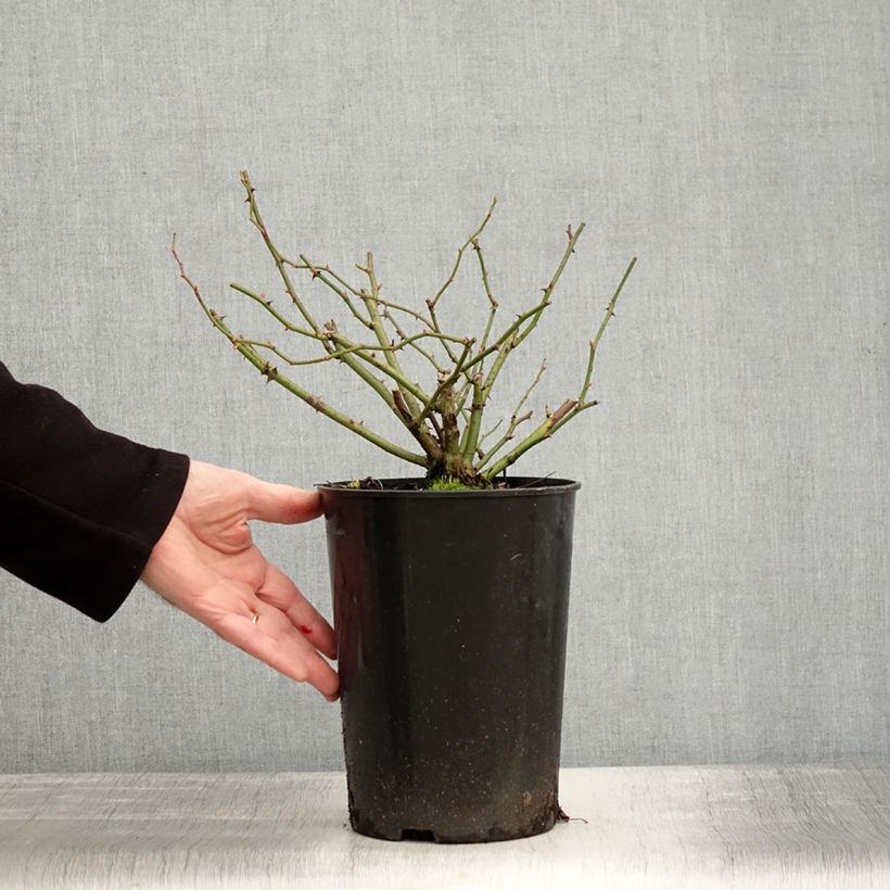 Spécimen de Rosier ancien Mozart Pot de 3L/4L tel que livré en hiver