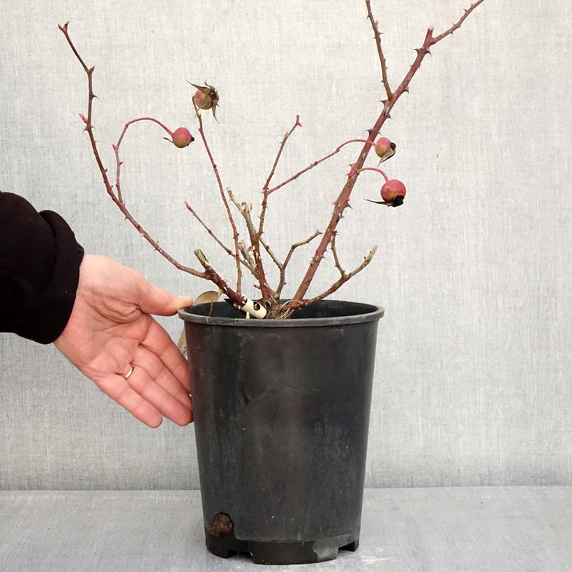 Spécimen de Rosier ancien Mrs Oakley Fisher Pot de 4L/5L tel que livré en hiver