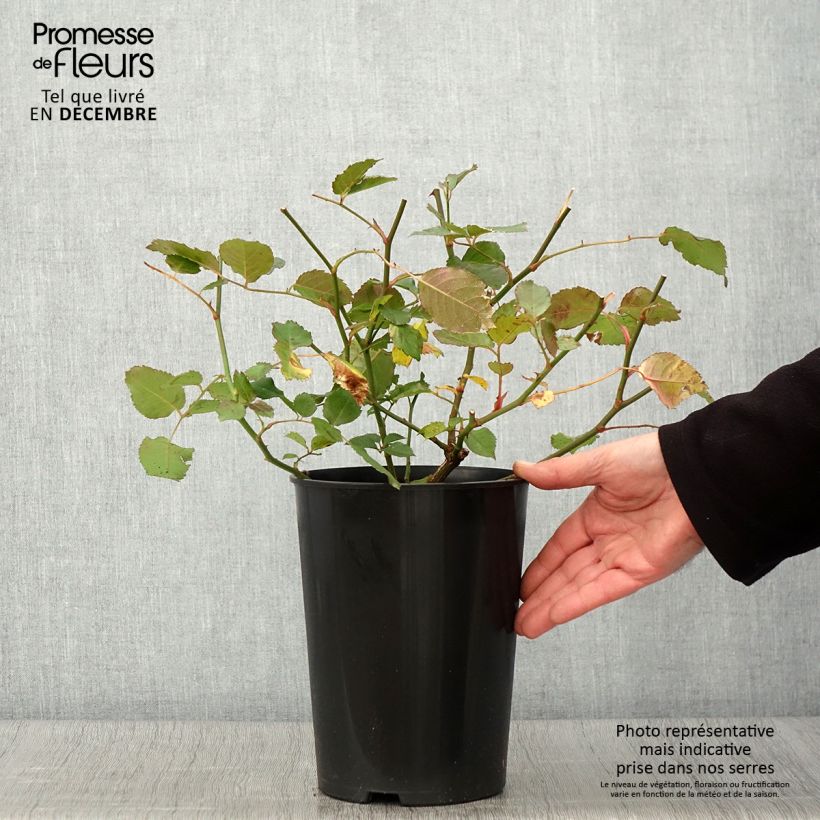 Spécimen de Rosier ancien Pénélope Pot de 4L/5L tel que livré en automne