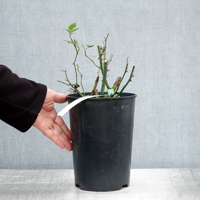 Spécimen de Rosier ancien Phyllis Bide Pot de 4L/5L tel que livré en automne