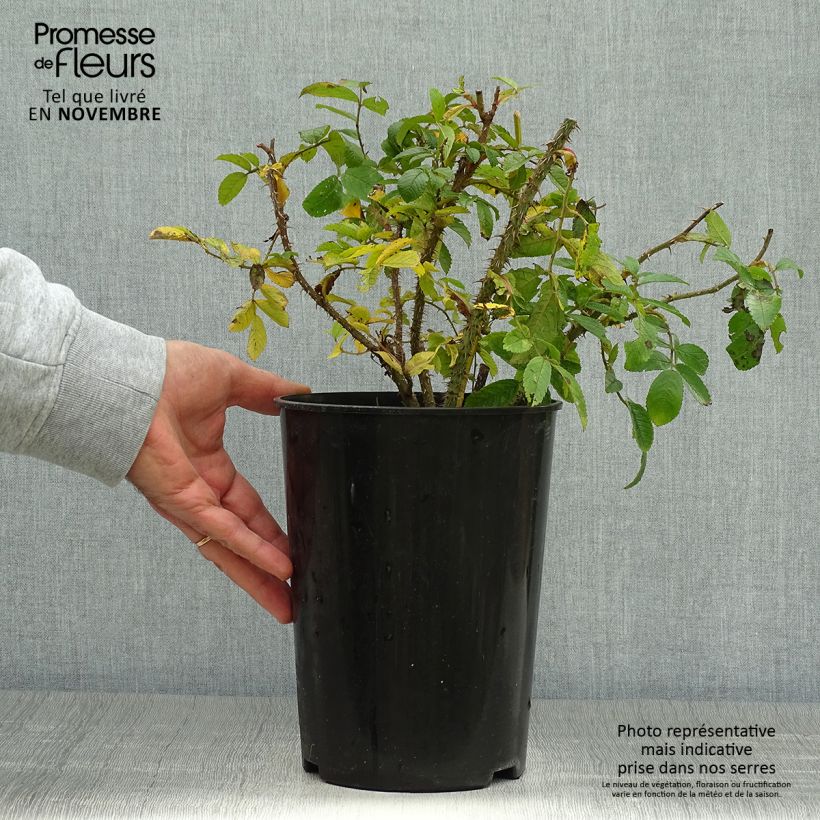 Spécimen de Rosier ancien Pink Grootendorst Pot de 4L/5L tel que livré en automne