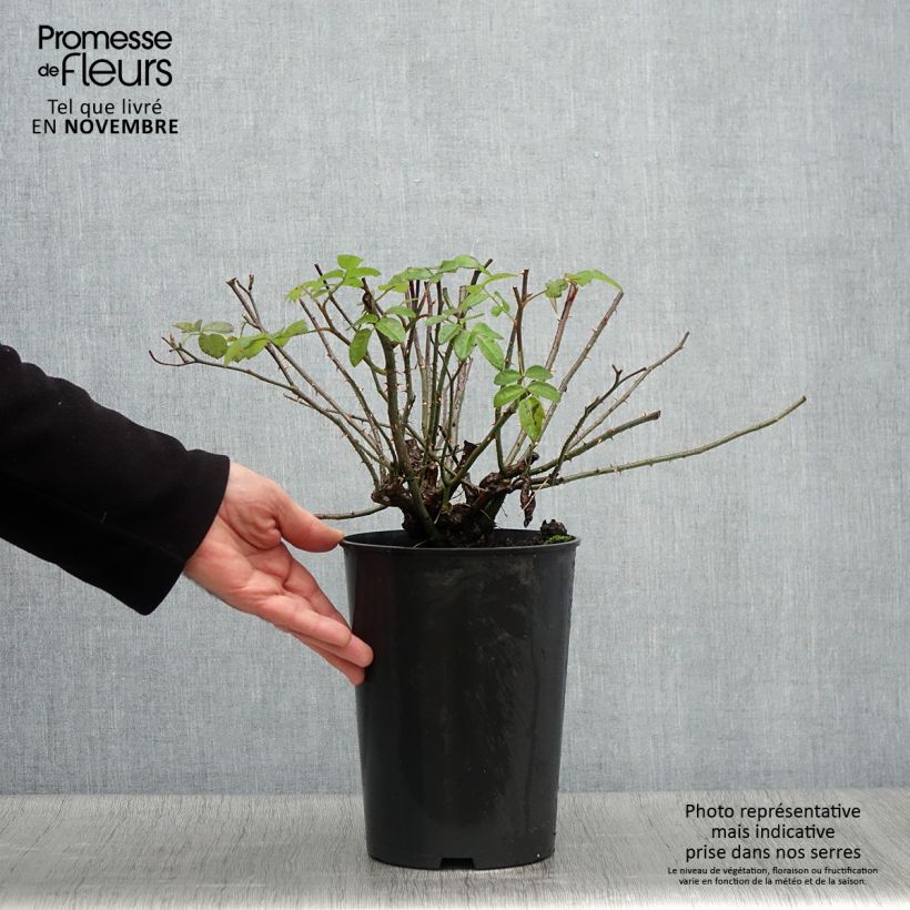 Spécimen de Rosier ancien Raubritter Pot de 4L/5L tel que livré en automne
