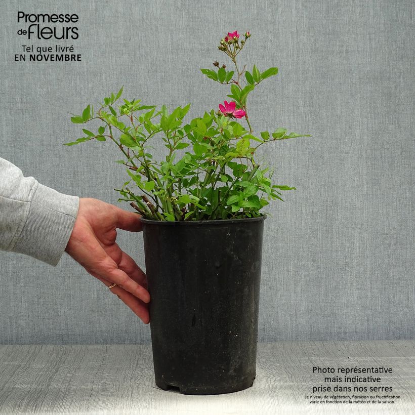 Spécimen de Rosier ancien Red Ballerina Pot de 4L/5L tel que livré en automne