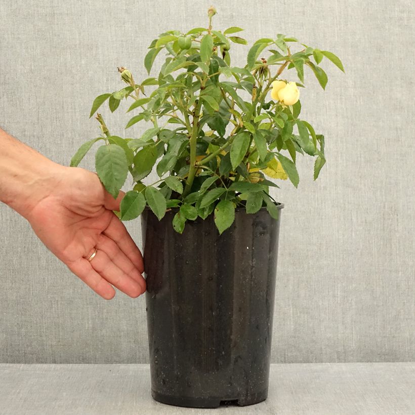 Spécimen de Rosier ancien Sally Holmes Pot de 3L/4L tel que livré en été