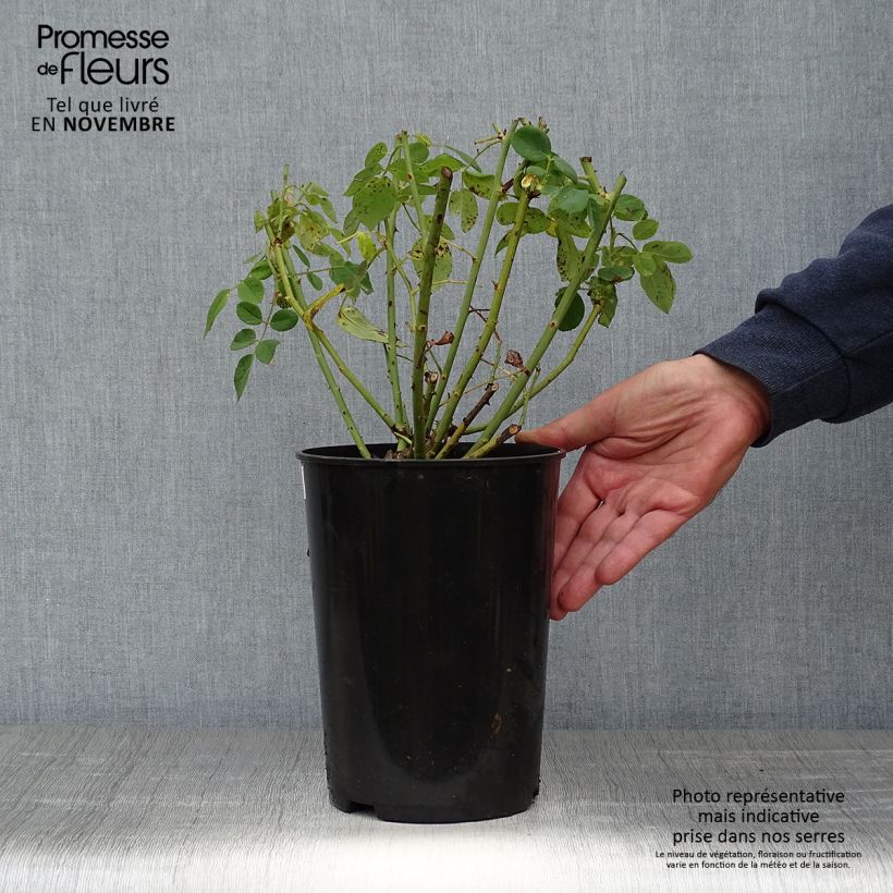 Spécimen de Rosier ancien Souvenir du Dr Jamain Pot de 4L/5L tel que livré en automne