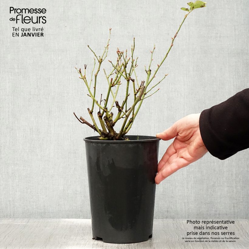 Spécimen de Rosier ancien Souvenir du Dr Jamain Pot de 4L/5L tel que livré en hiver