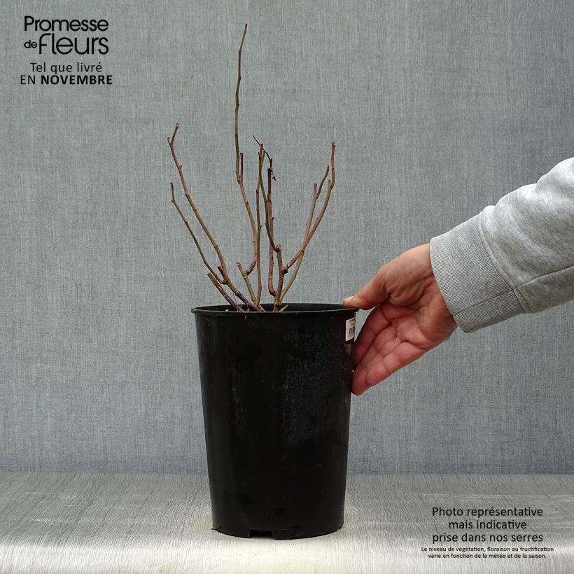 Spécimen de Rosier ancien Tuscany Superb Pot de 4L/5L tel que livré en automne