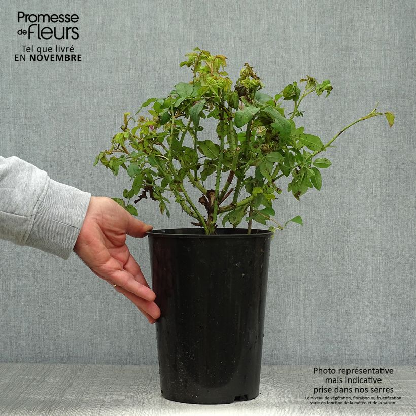 Spécimen de Rosier ancien Variegata di Bologna Pot de 4L/5L tel que livré en automne