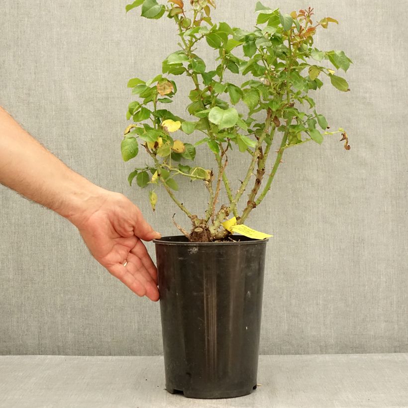Spécimen de Rosier anglais English Legend Hyde Park Pot de 4L/5L tel que livré en été
