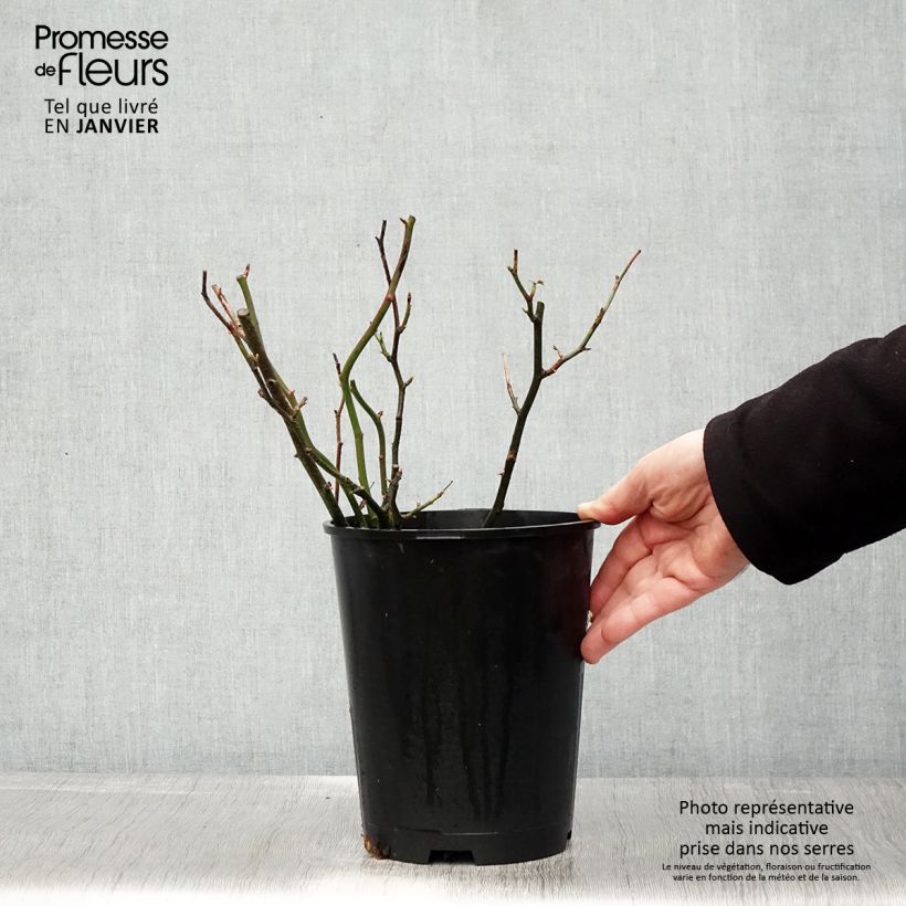 Spécimen de Rosier anglais English Legend Hyde Park Pot de 4L/5L tel que livré en hiver