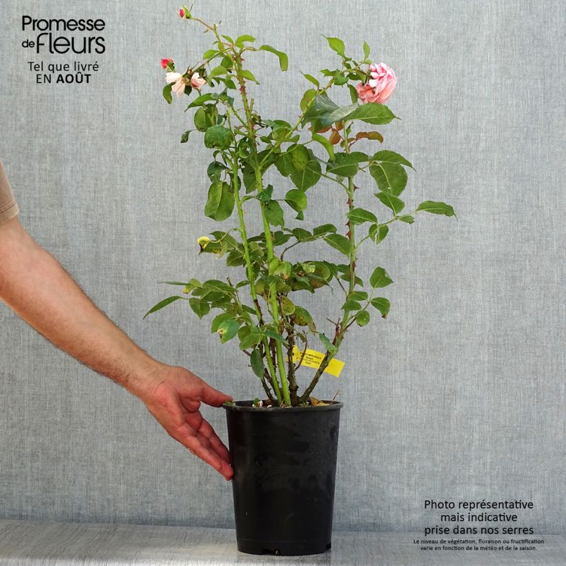 Spécimen de Rosier anglais English Legend Rose de Cornouaille Pot de 4L/5L tel que livré en été