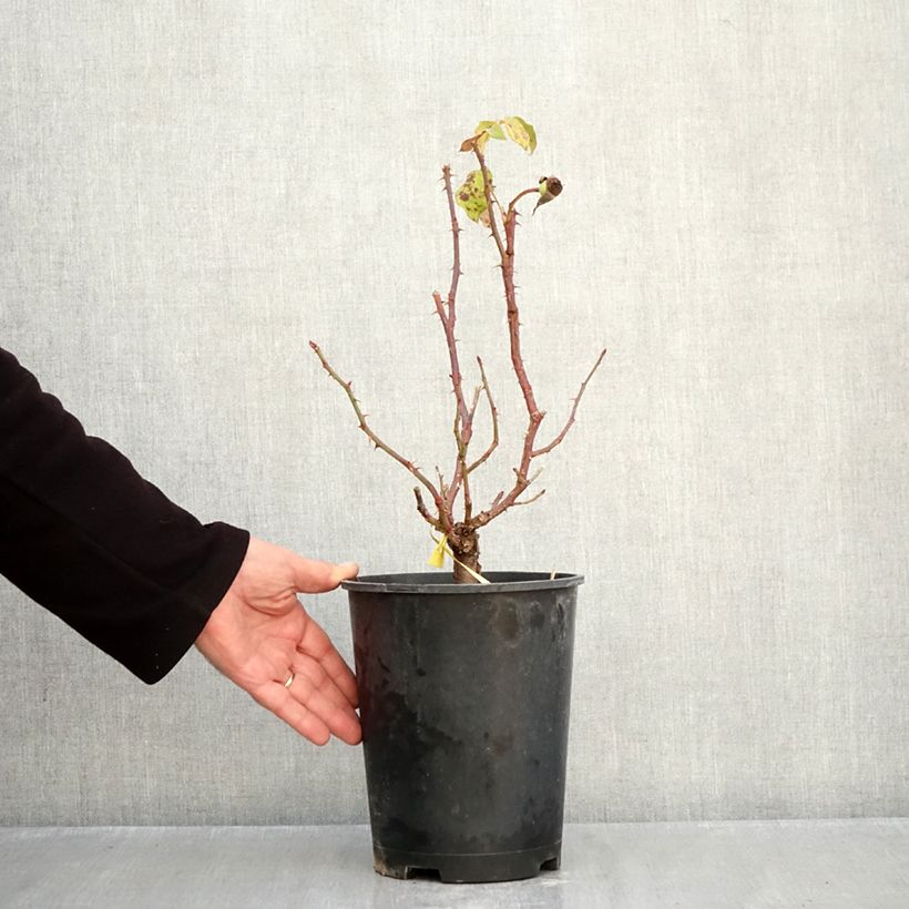 Spécimen de Rosier anglais English Legend Sir Lancelot Pot de 4L/5L tel que livré en automne