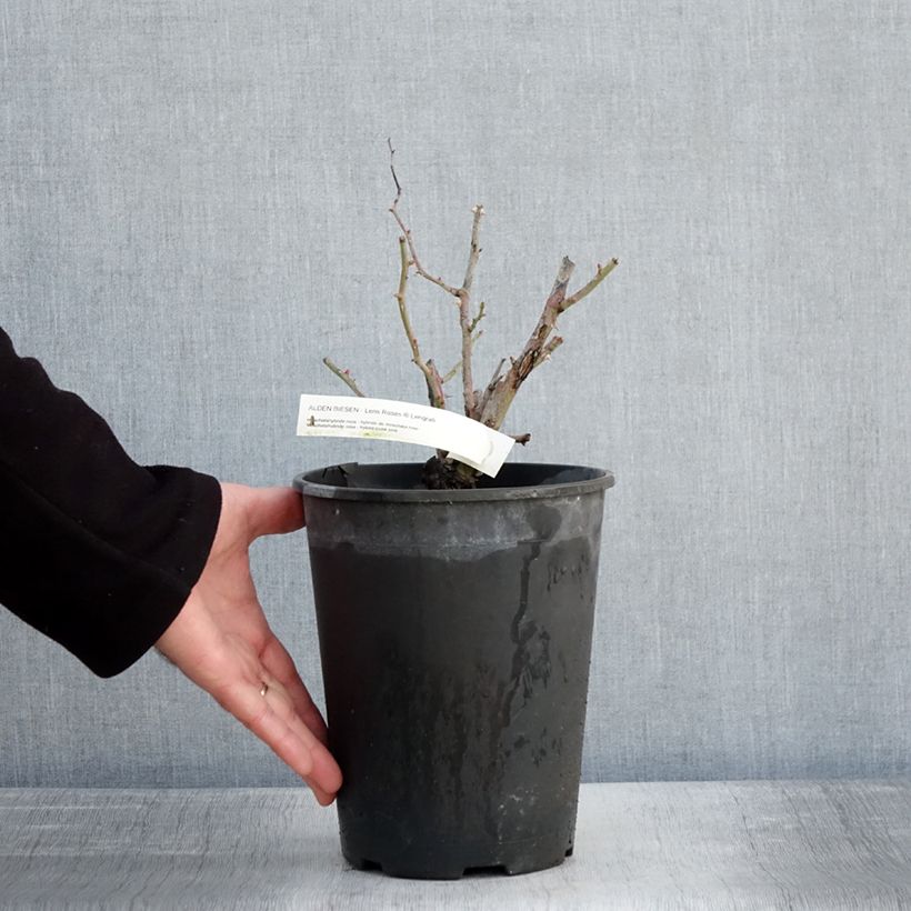Spécimen de Rosier arbustif Alden Biesen Pot de 4L/5L tel que livré en hiver