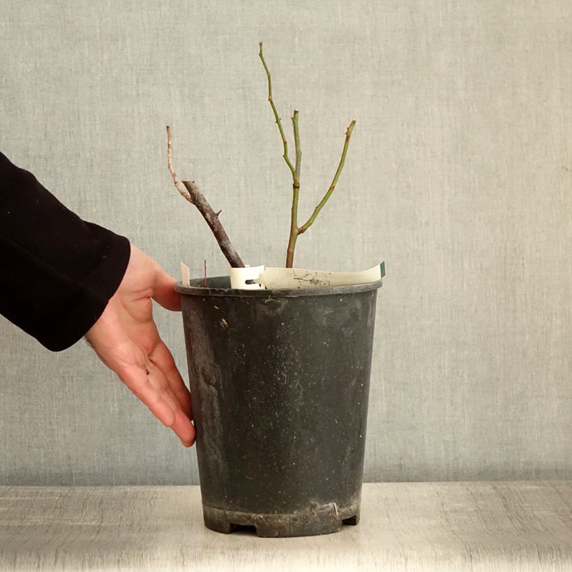 Spécimen de Rosier arbustif Allevia Pot de 4L/5L tel que livré en hiver