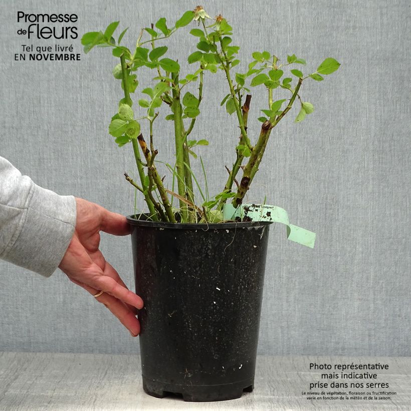 Spécimen de Rosier arbustif Astrid Lindgren Pot de 4L/5L tel que livré en automne