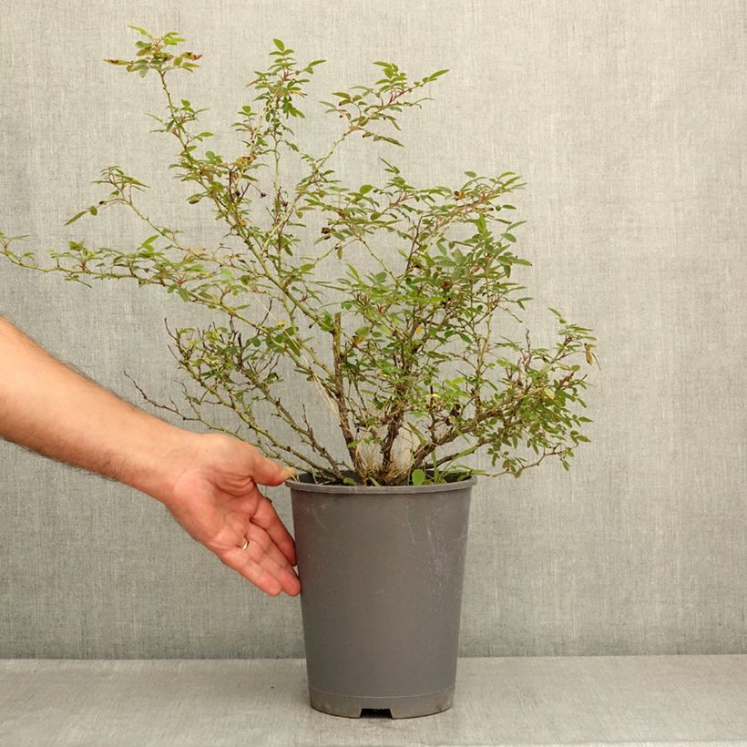 Spécimen de Rosier arbustif Belgian lace Pot de 4L/5L tel que livré en été