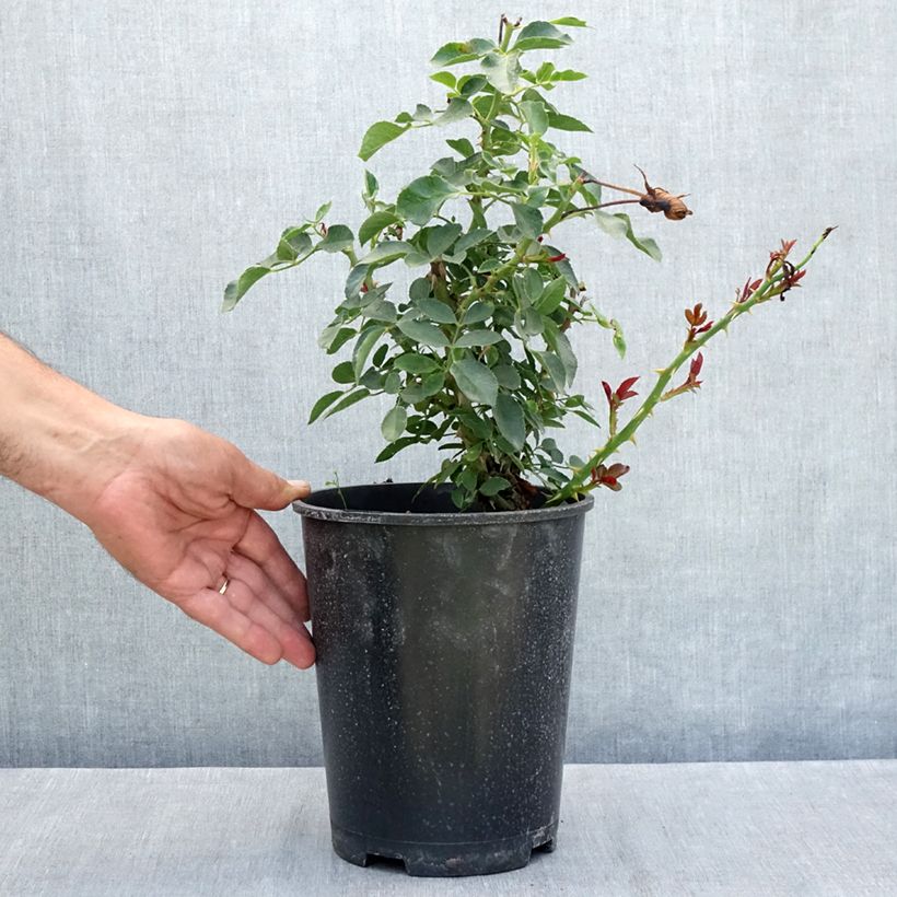 Spécimen de Rosier arbustif Blanc Meillandecor Pot de 4L/5L tel que livré en été