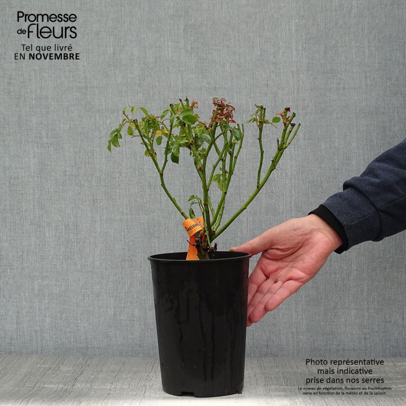 Spécimen de Rosier arbustif Bonica Pot de 3L/4L tel que livré en automne