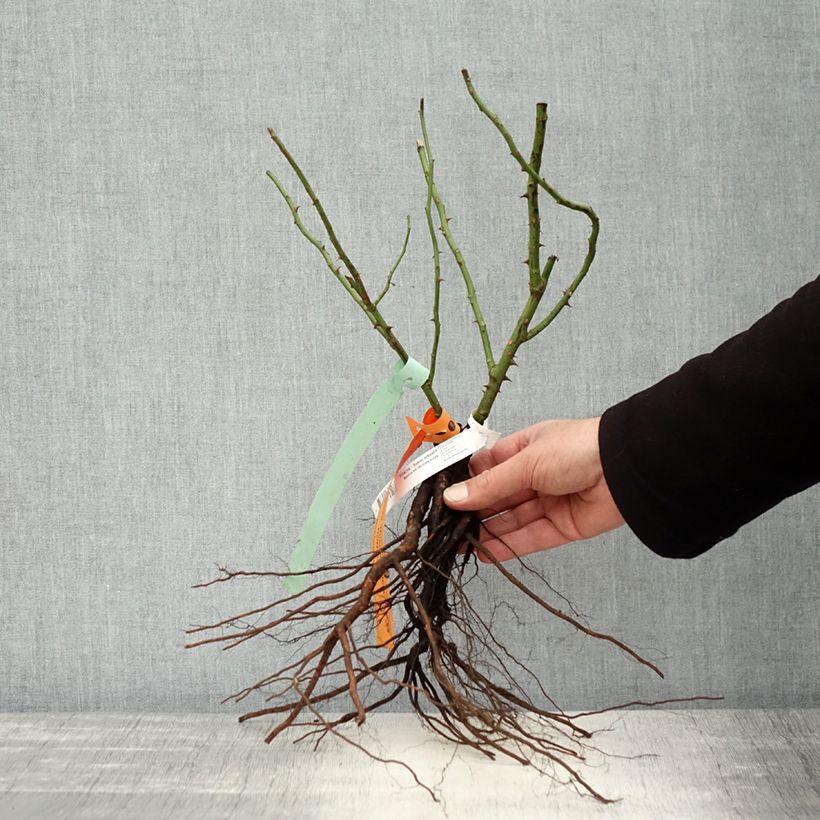 Spécimen de Rosier arbustif Bonica Racines nues tel que livré en hiver