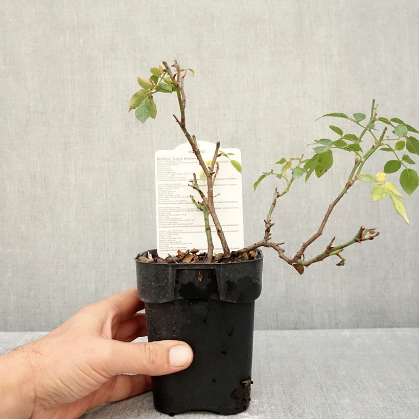 Spécimen de Rosier arbustif Bonica Pot de 10 cm/11cm Issu de bouture tel que livré en automne
