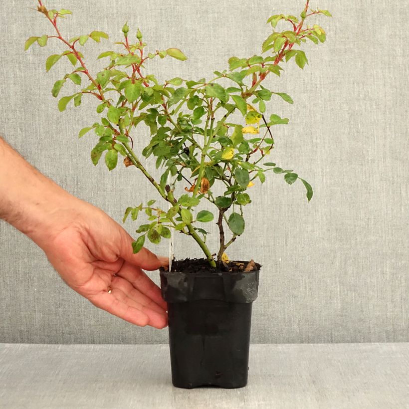 Spécimen de Rosier arbustif Bonica Pot de 10 cm/11cm, Issu de bouture tel que livré en été