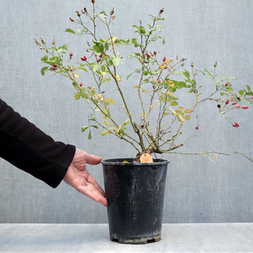 Spécimen de Rosier arbustif Candia Meillandecor Pot de 4L/5L tel que livré en automne