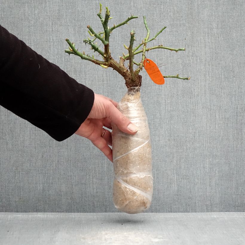 Spécimen de Rosier arbustif Candia Meillandecor Racines nues en motte tel que livré en hiver