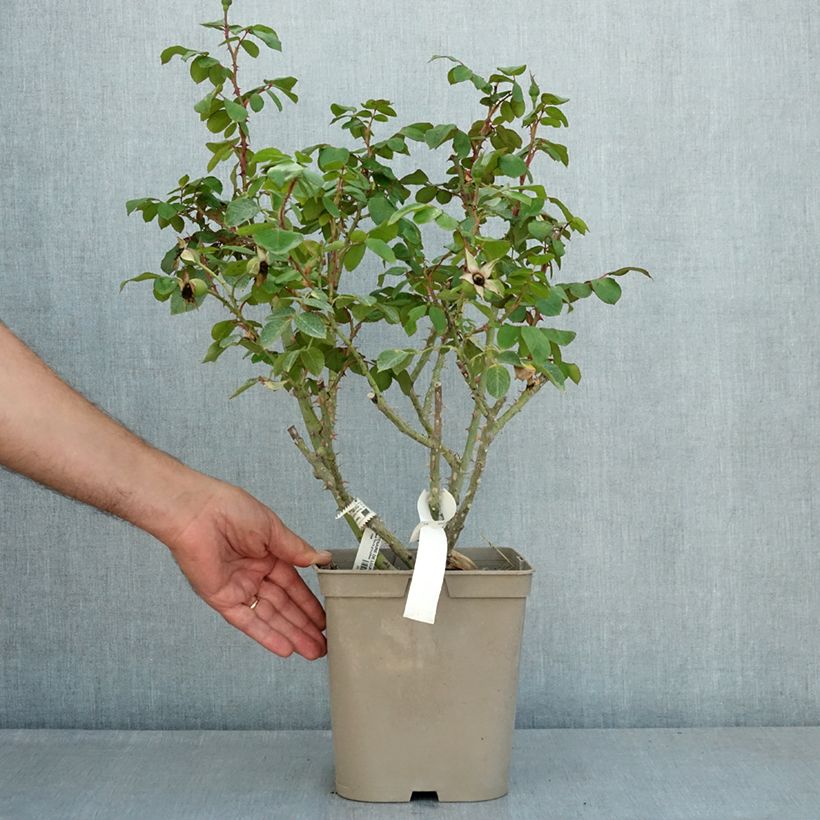 Spécimen de Rosier arbustif Centenaire de Lourdes  Pot de 4L/5L tel que livré en été