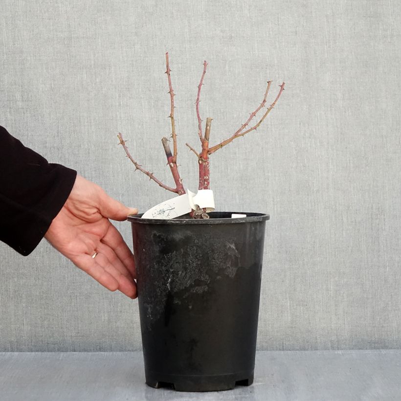 Spécimen de Rosier arbustif Chateau de Munsbach Pot de 4L/5L tel que livré en automne