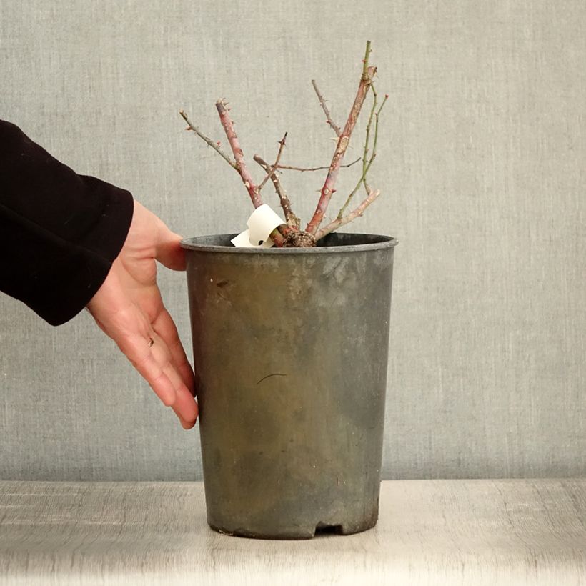 Spécimen de Rosier arbustif Chateau de Munsbach Pot de 4L/5L tel que livré en hiver
