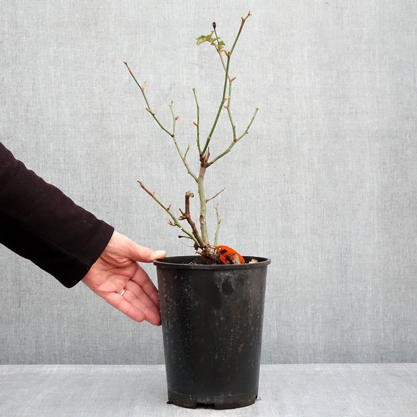 Spécimen de Rosier arbustif Deborah Meillandecor Pot de 4L/5L tel que livré en hiver