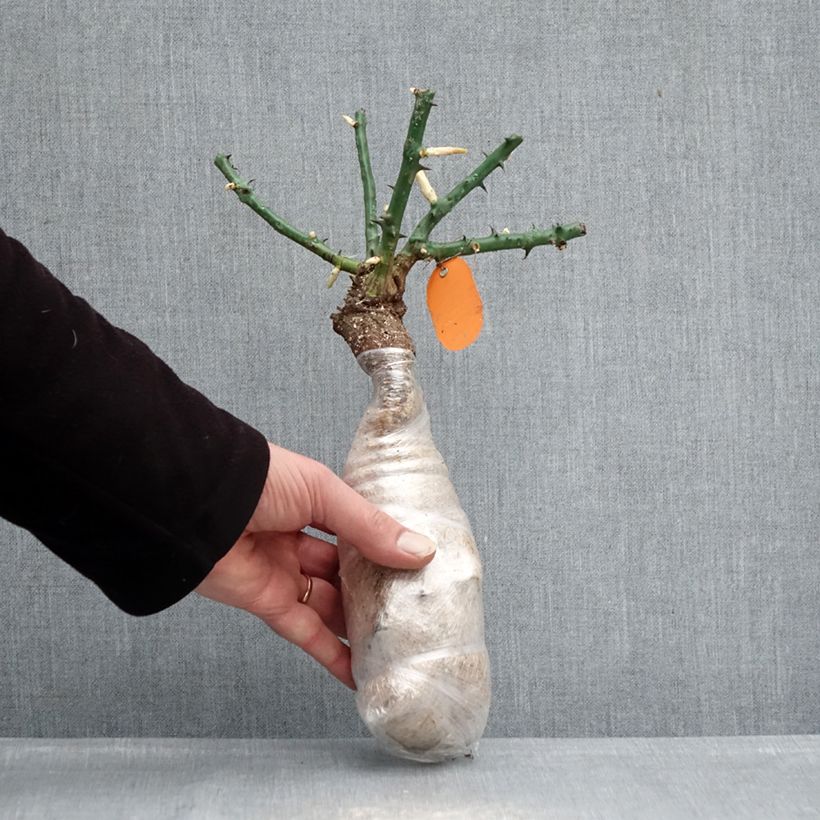 Spécimen de Rosier arbustif Deborah Meillandecor Racines nues en motte tel que livré en hiver