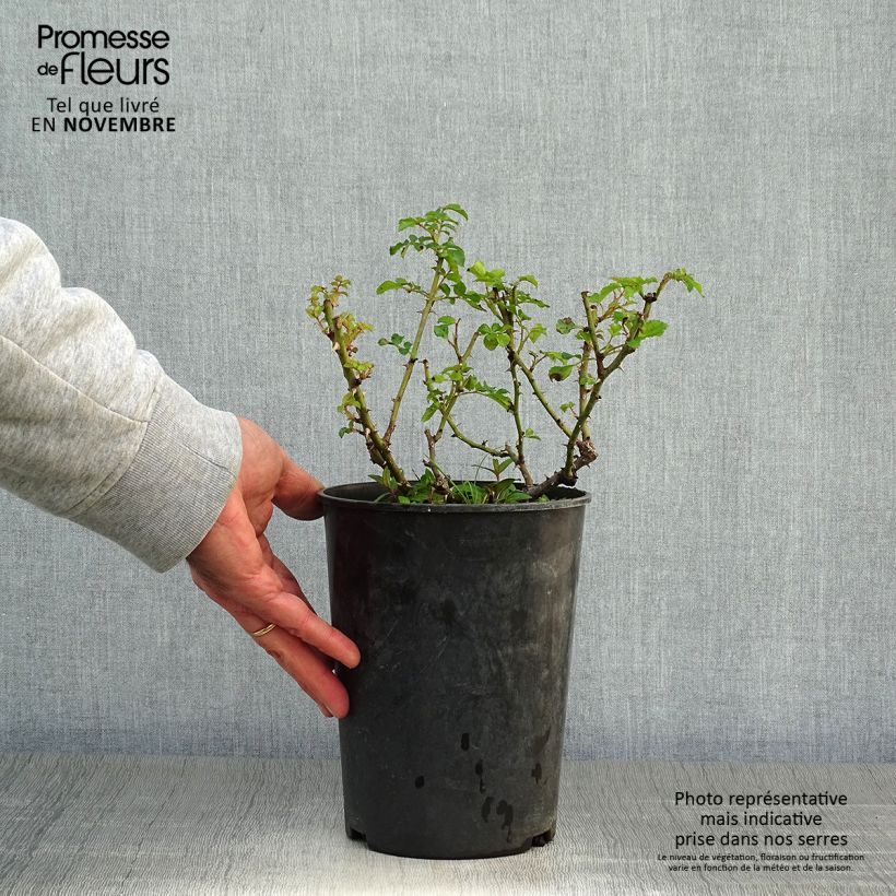 Spécimen de Rosier arbustif Diamant Rose Pot de 4L/5L tel que livré en automne