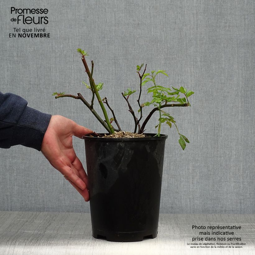 Spécimen de Rosier arbustif Dinky Pot de 4L/5L tel que livré en automne