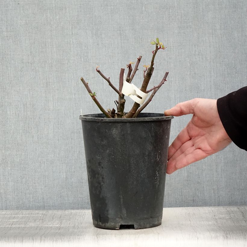 Spécimen de Rosier arbustif Dinky Pot de 4L/5L tel que livré en hiver